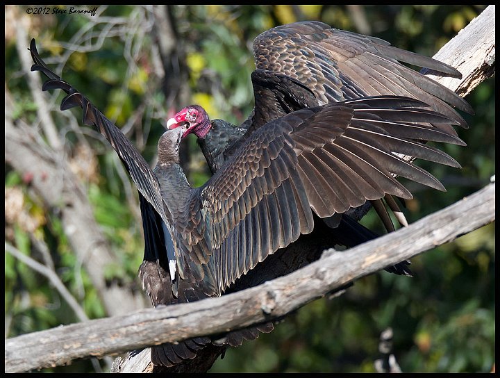 _2SB6499 turkey vulture feeding fledge.jpg